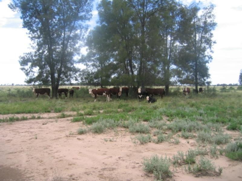 Goondiwindi QLD 4390