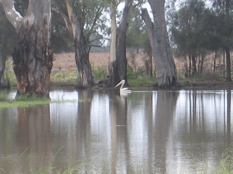 Goondiwindi QLD 4390