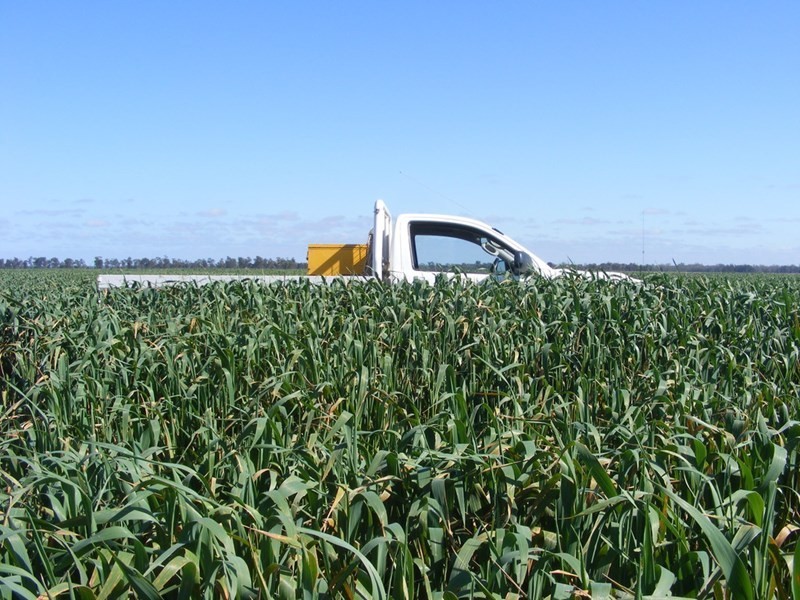 Goondiwindi QLD 4390