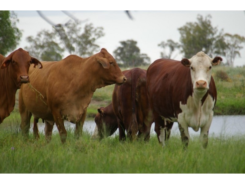 32425 Cunningham Highway, Goondiwindi QLD 4390