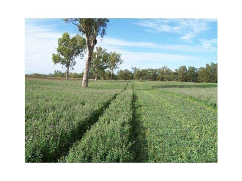 1291 Texas-Yelarbon Road, Texas NSW 4385