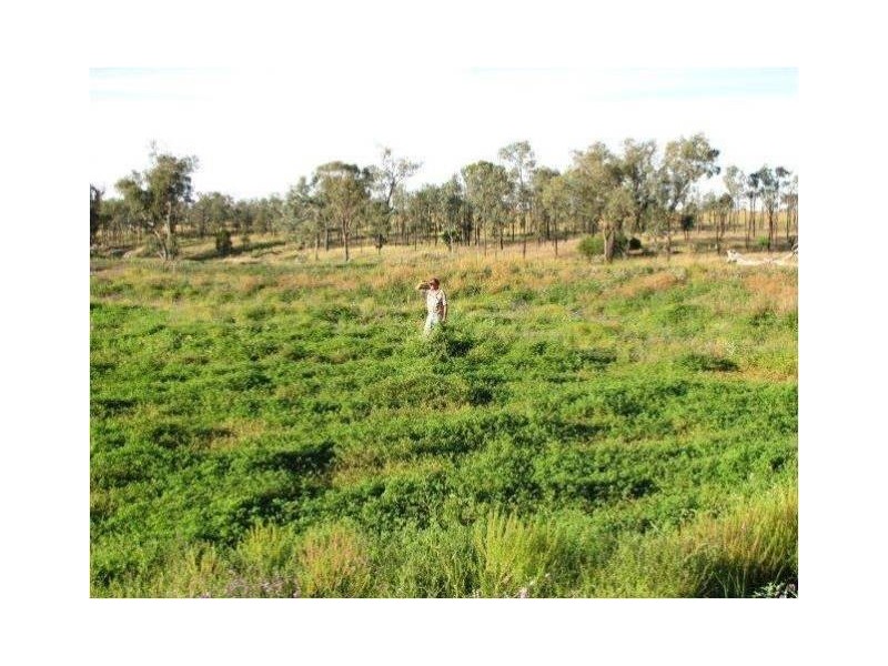 1291 Texas-Yelarbon Road, Texas NSW 4385