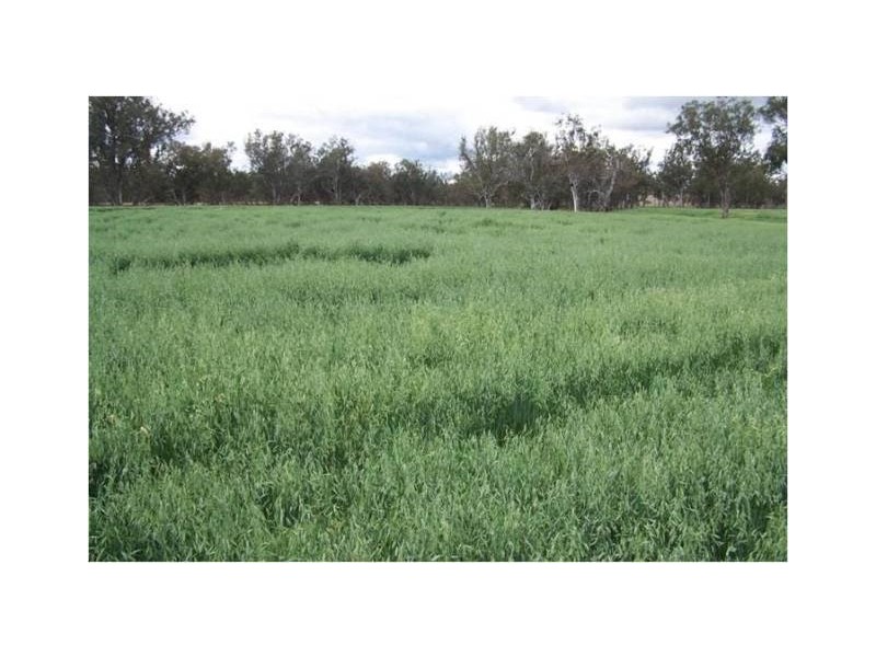 1291 Texas-Yelarbon Road, Texas NSW 4385