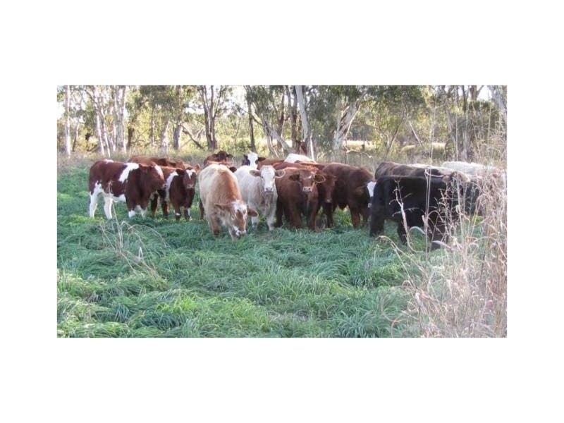 1291 Texas-Yelarbon Road, Texas NSW 4385