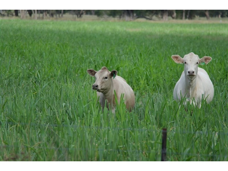 0 Cunningham Highway, Goondiwindi QLD 4390