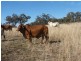 977 Pilton Valley Road, Pilton QLD 4361