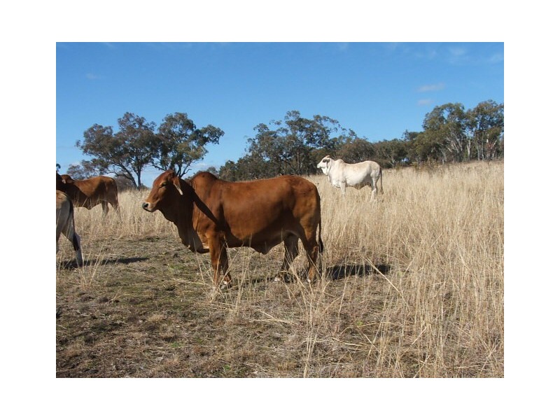 977 Pilton Valley Road, Pilton QLD 4361