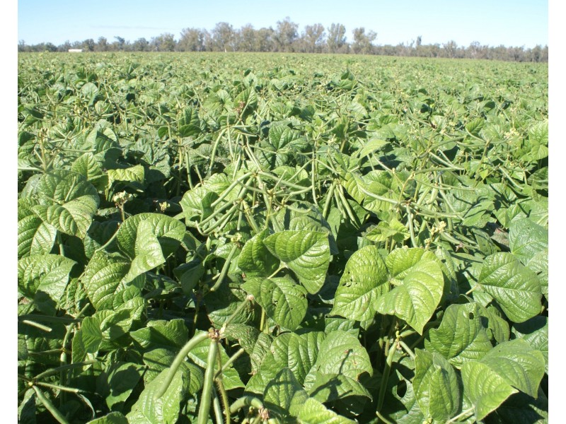 3023 Texas Yelarbon Road, Goondiwindi QLD 4390