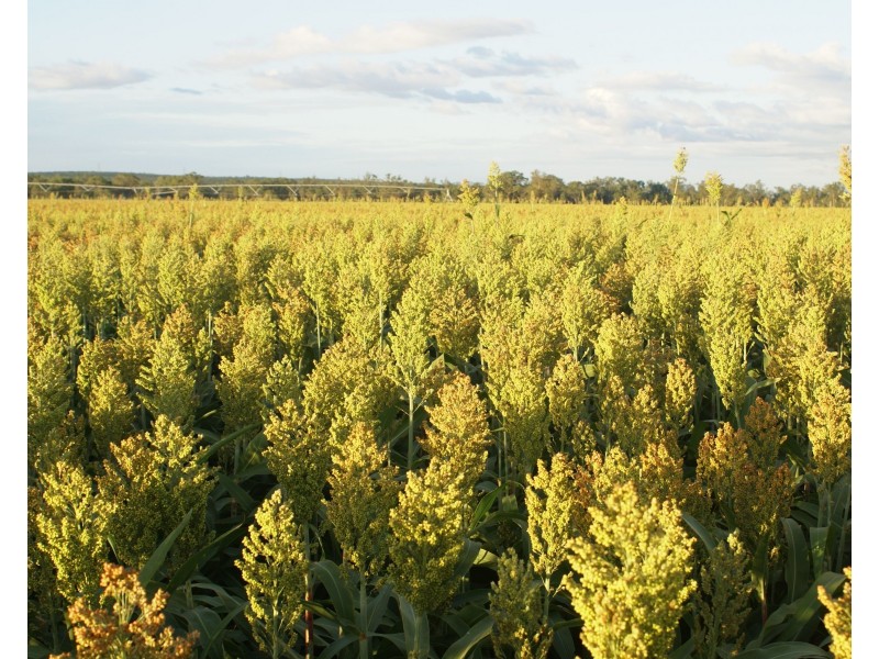 3023 Texas Yelarbon Road, Goondiwindi QLD 4390