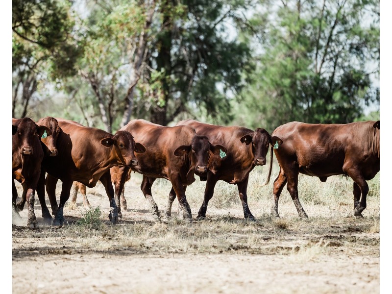 1 Minnell, Goondiwindi QLD 4390
