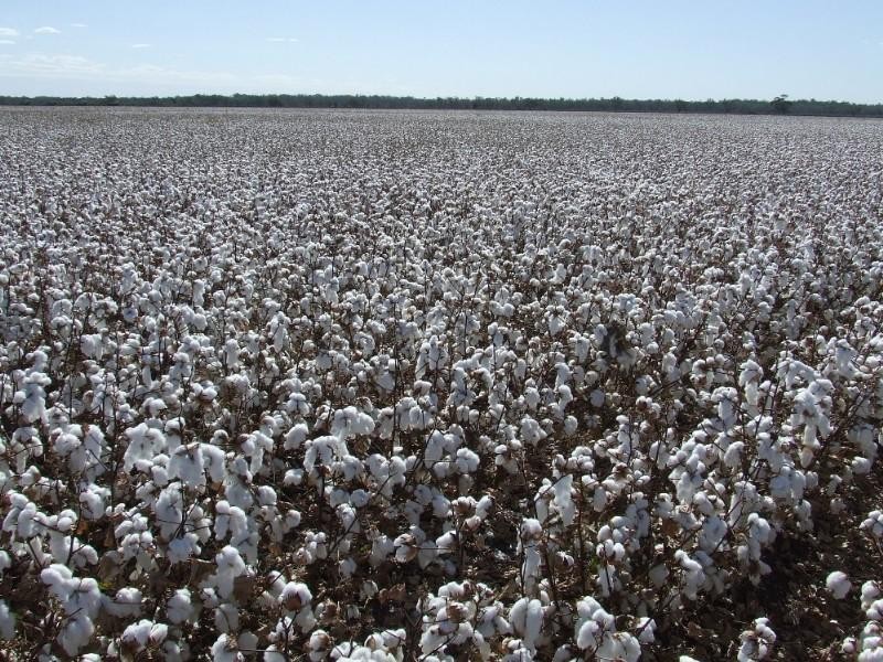 Goondiwindi QLD 4390