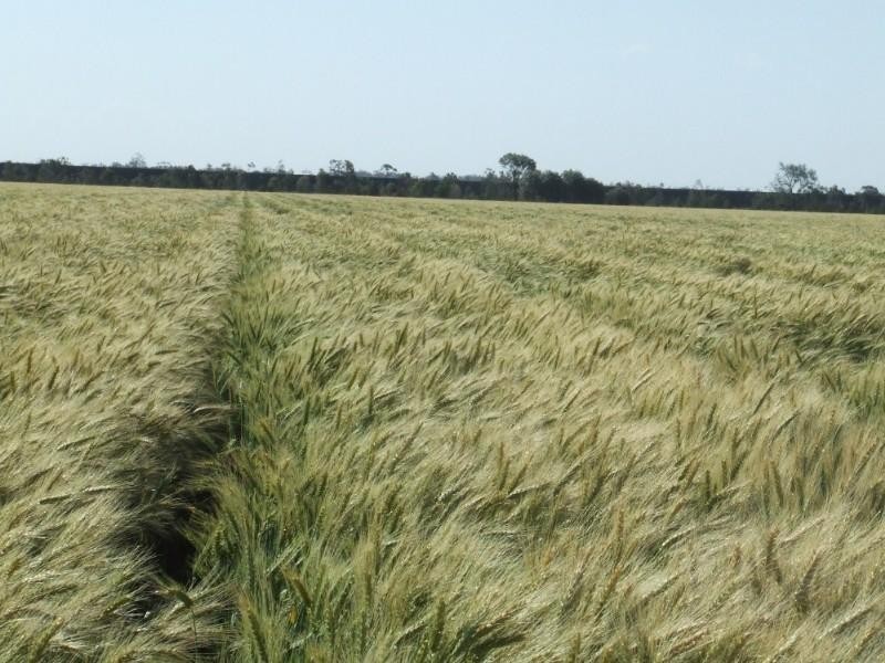 Goondiwindi QLD 4390