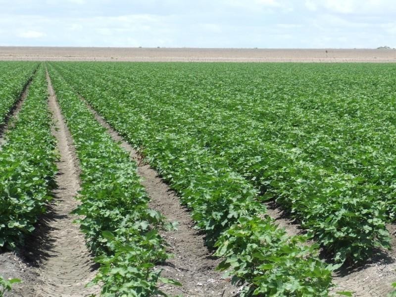 Goondiwindi QLD 4390