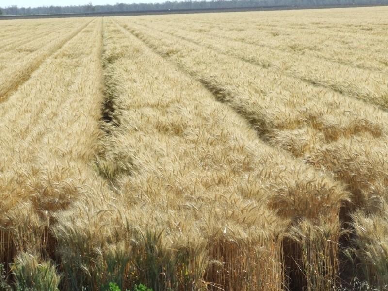 Goondiwindi QLD 4390