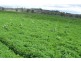 Graman NSW 2360