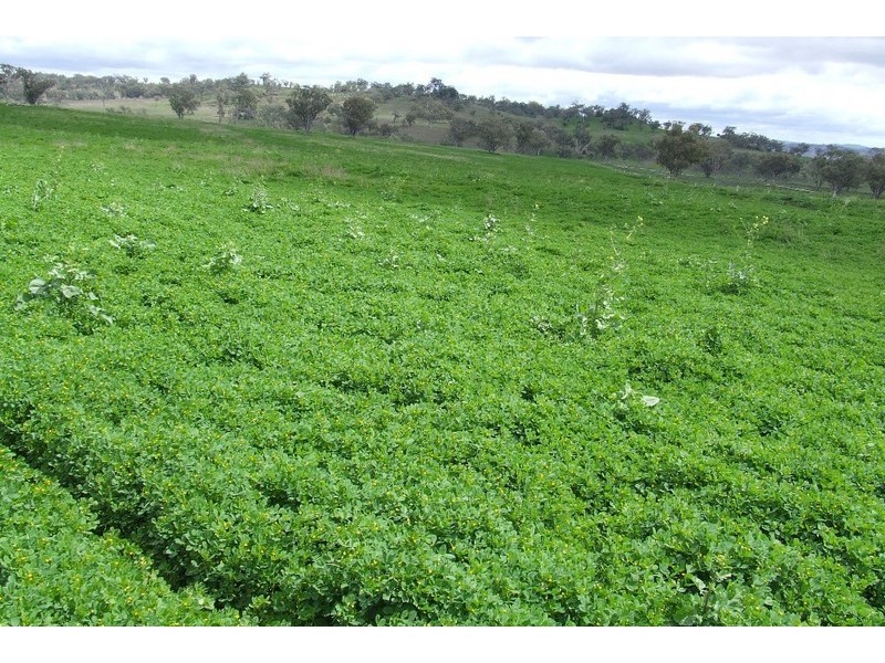 Graman NSW 2360