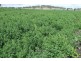 Graman NSW 2360
