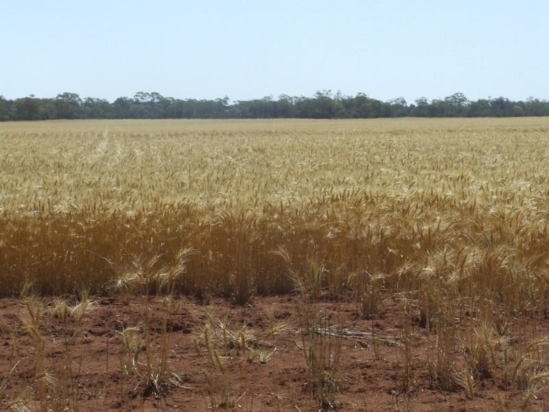 Goondiwindi QLD 4390