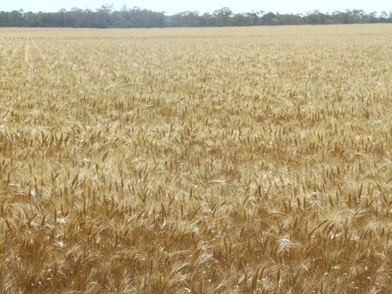 Goondiwindi QLD 4390