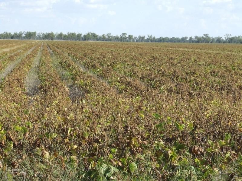 Goondiwindi QLD 4390