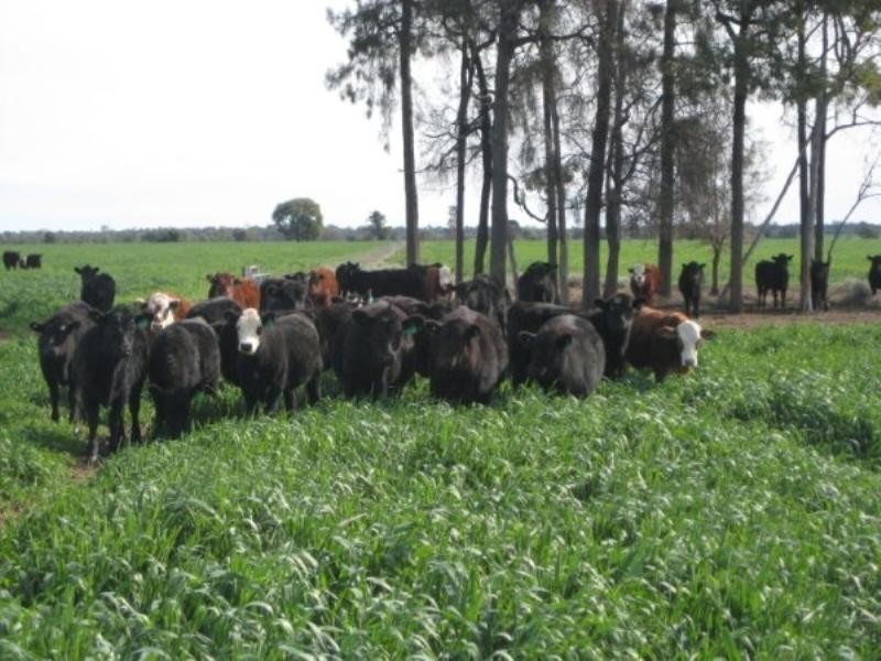 Goondiwindi QLD 4390