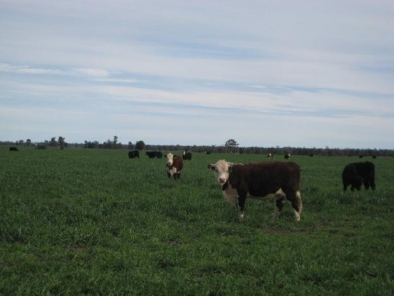 Goondiwindi QLD 4390