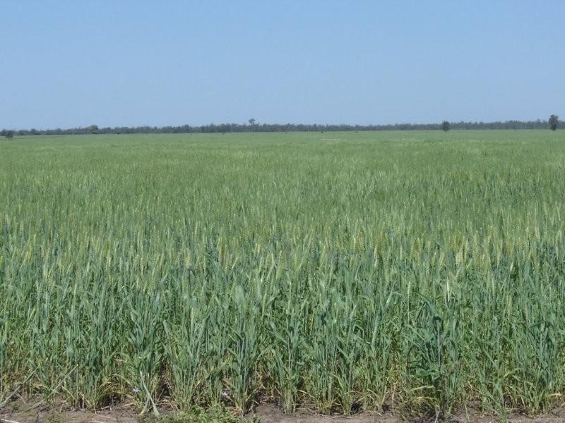 Goondiwindi QLD 4390