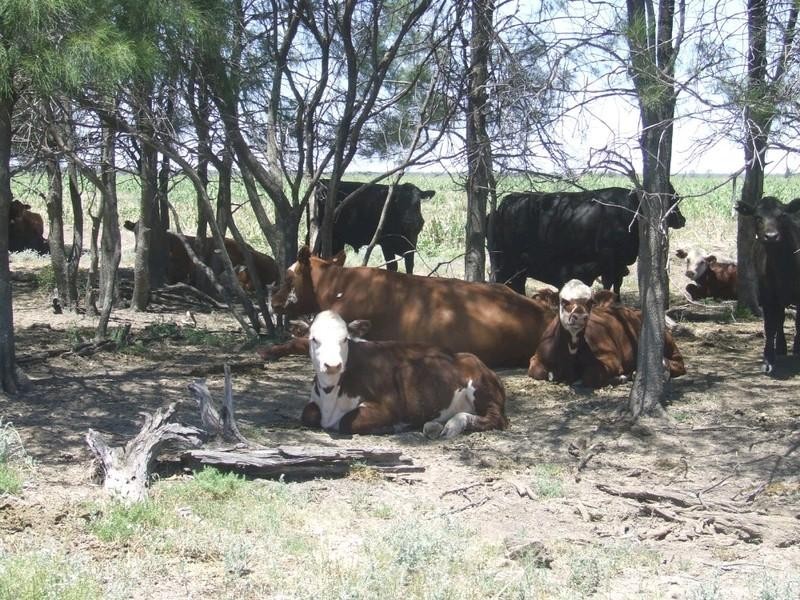 Goondiwindi QLD 4390