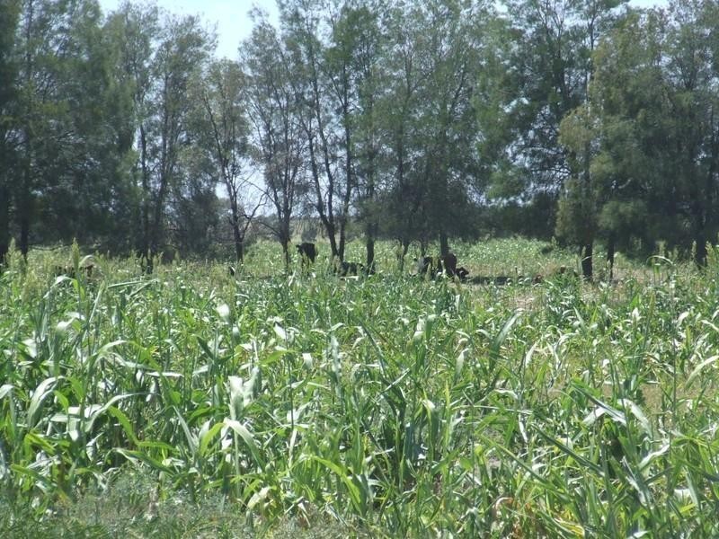 Goondiwindi QLD 4390