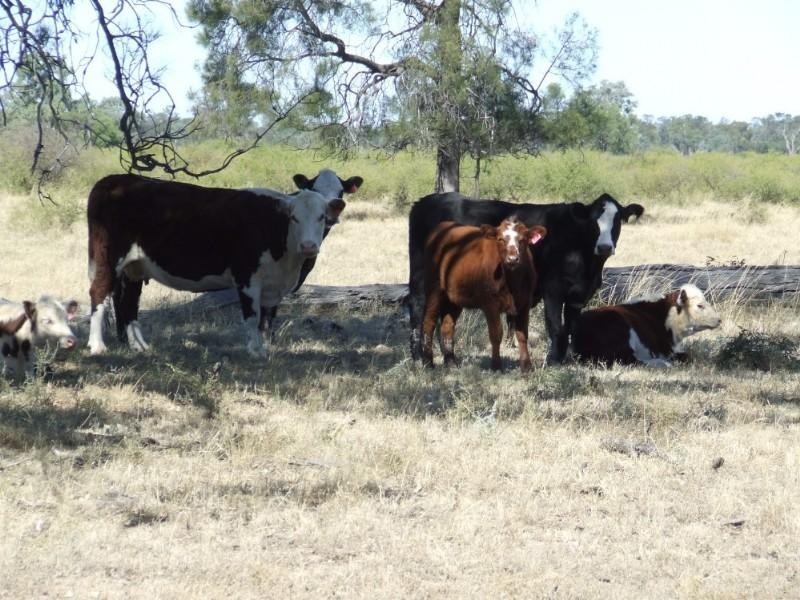 Goondiwindi QLD 4390