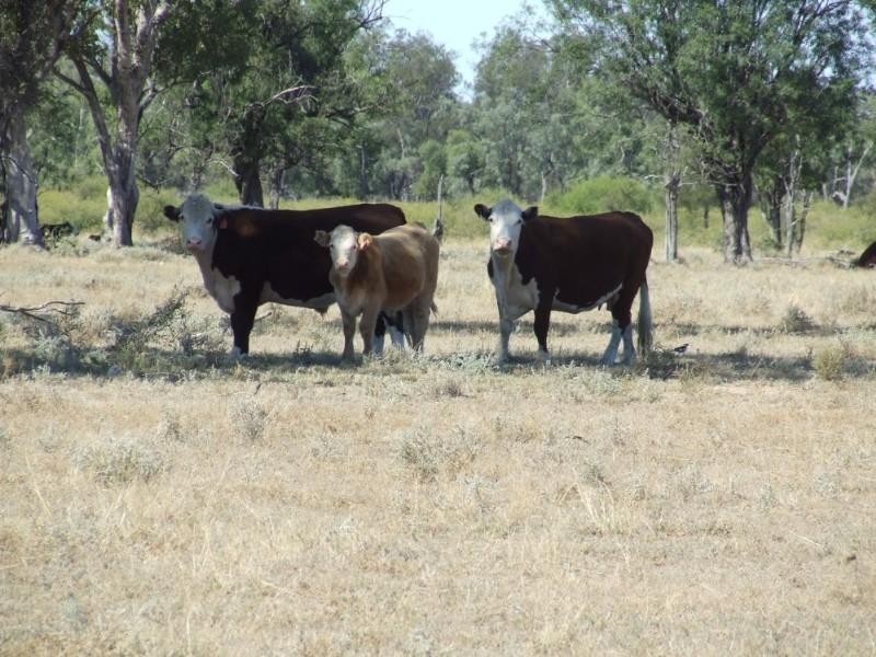 Goondiwindi QLD 4390