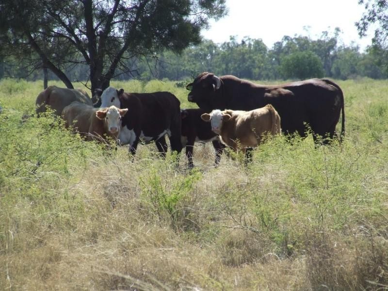 Goondiwindi QLD 4390