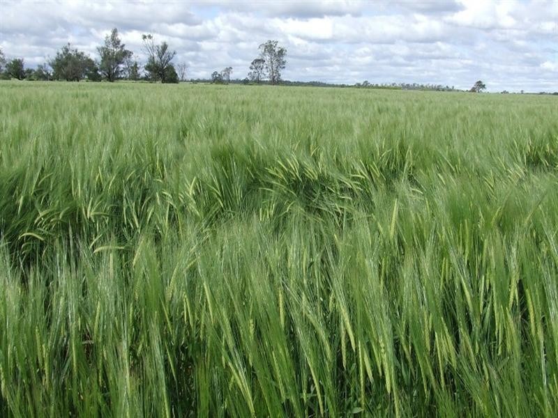 878 Blue Nobby Road, North Star NSW 2408