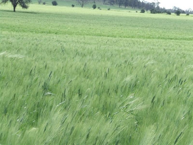 878 Blue Nobby Road, North Star NSW 2408