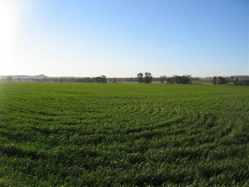 878 Blue Nobby Road, North Star NSW 2408