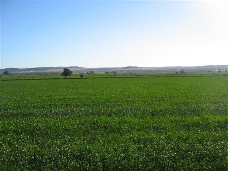 878 Blue Nobby Road, North Star NSW 2408