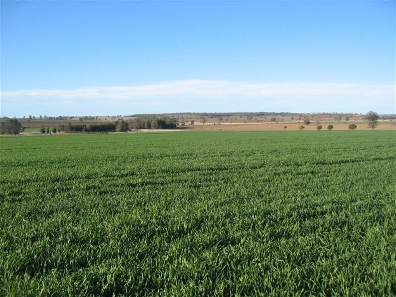 878 Blue Nobby Road, North Star NSW 2408