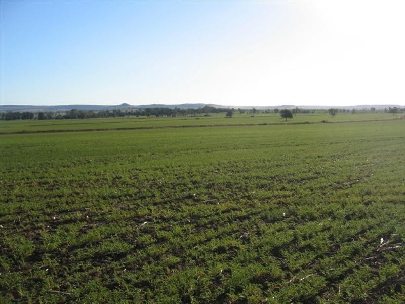 878 Blue Nobby Road, North Star NSW 2408