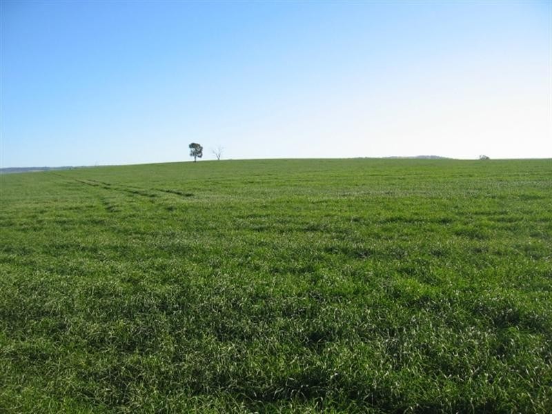 878 Blue Nobby Road, North Star NSW 2408