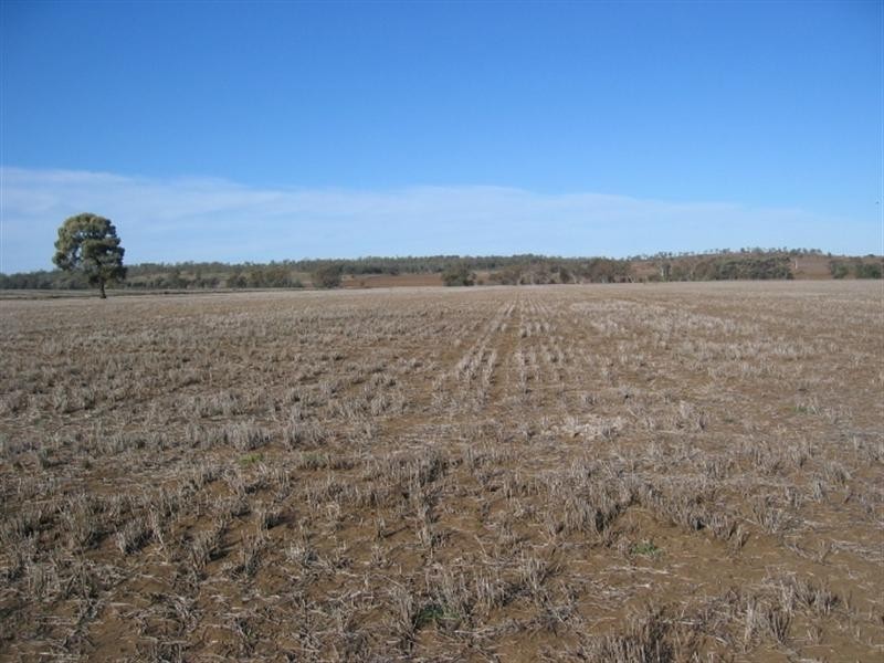 878 Blue Nobby Road, North Star NSW 2408