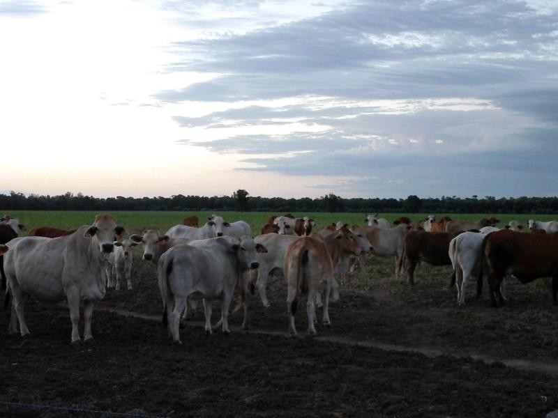 Goondiwindi QLD 4390