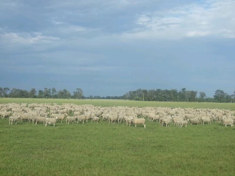 Goondiwindi QLD 4390