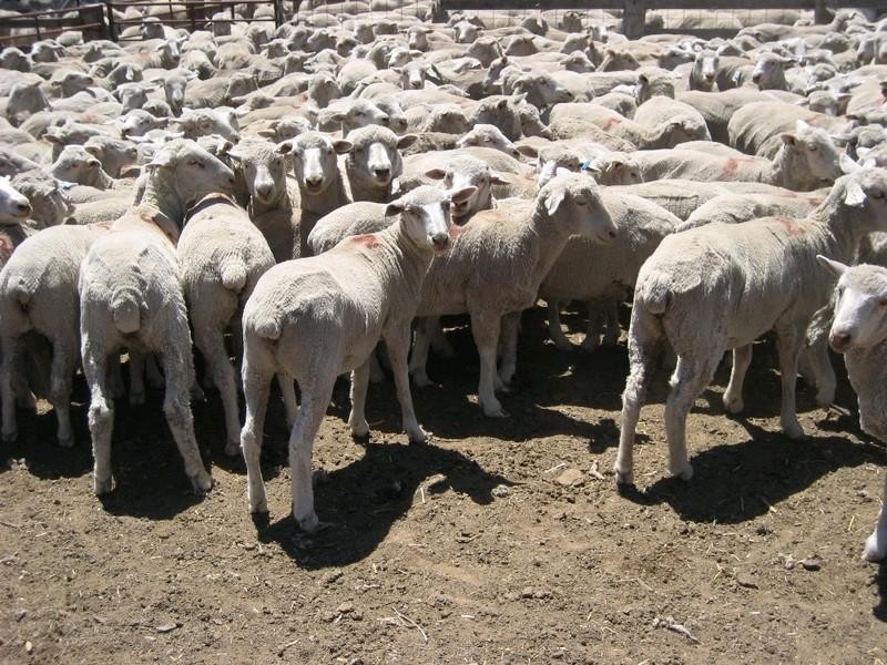 Goondiwindi QLD 4390