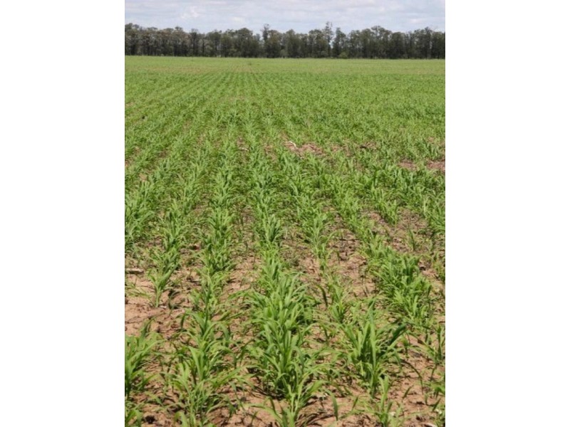 Goondiwindi QLD 4390