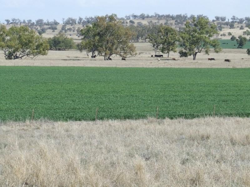 Coolatai NSW 2402