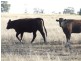 Coolatai NSW 2402