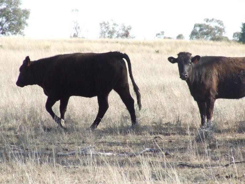 Coolatai NSW 2402