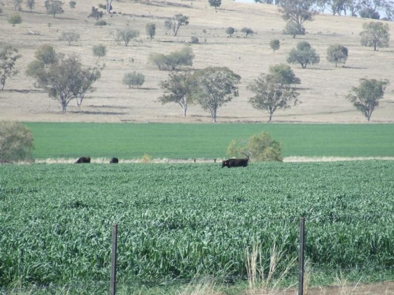 Coolatai NSW 2402