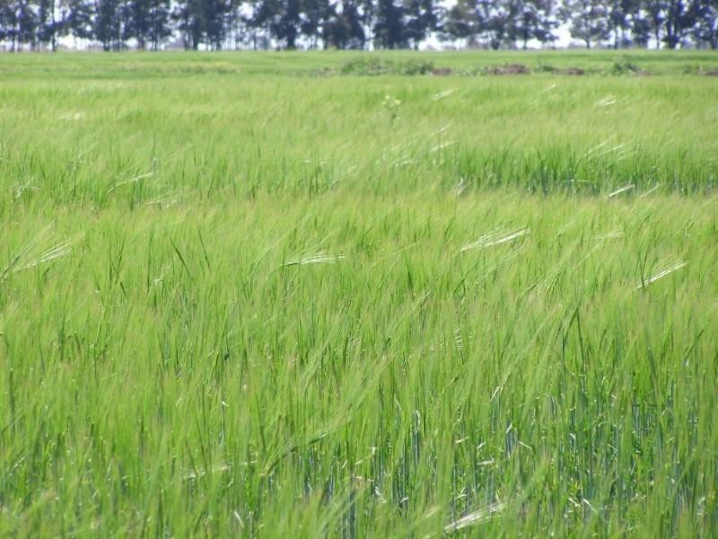 1/5 “Kelanoa”, Moonie QLD 4406