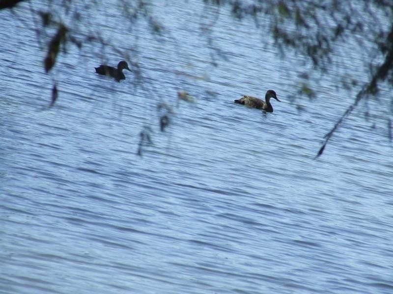 Goondiwindi QLD 4390